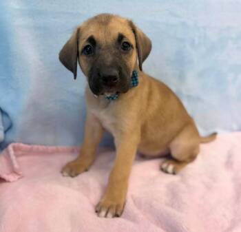 Maddox -  Labrador Retriever and American Staffordshire Terrier Dog for Adoption in Sedalia, Colorado - Maddox | PetCurious
