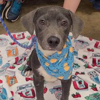 Spike -  Mixed Breed Dog for Adoption in Huntsville, Alabama - Spike | PetCurious