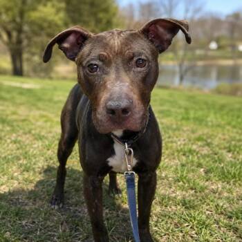Ginny -  Pit Bull Terrier and American Staffordshire Terrier Dog for Adoption in Baltimore, Maryland - Ginny | PetCurious