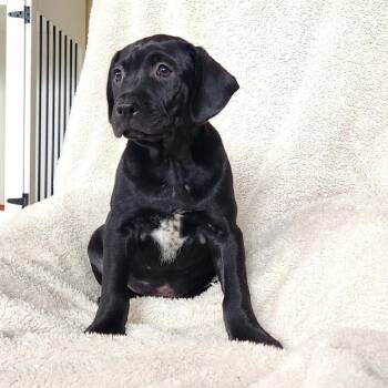 Mixed Breed Dogs Available for Adoption - Theo | PetCurious