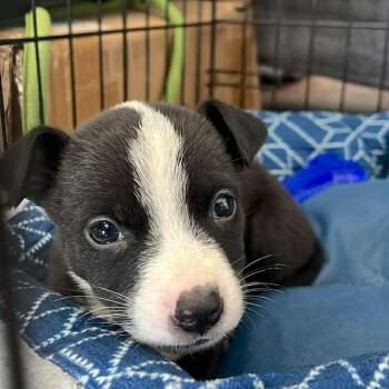 Collie and Catahoula Leopard Dog Dogs Available for Adoption - Fallon | PetCurious