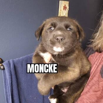 German Shepherd Dog Dogs Available for Adoption - Moncke | PetCurious