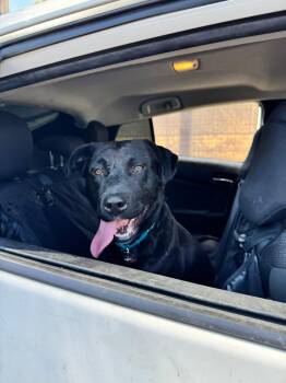 Kennedy -  Labrador Retriever Dog for Adoption in San Diego, California - Kennedy | PetCurious