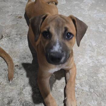 Rescue Mixed Breed and Labrador Retriever Dogs for Adoption in Guaynabo, Guaynabo - Pancho | PetCurious
