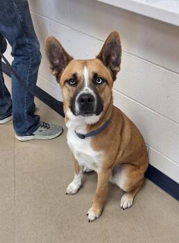 Siberian Husky and Mixed Breed Dogs Available for Adoption in Fort Wayne, Indiana - CHARLIE | PetCurious