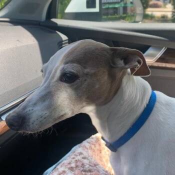 Rescue Italian Greyhound Dogs for Adoption in Vacaville, California - Spot | PetCurious