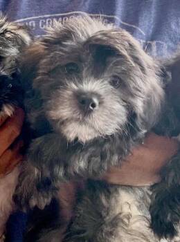 Baloo -  Shih Tzu and Mixed Breed Dog for Adoption in Coachella, California - Baloo | PetCurious