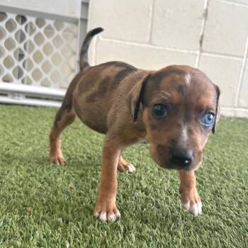 Jude 2212 -  Mixed Breed Dog for Adoption in Loxahatchee Groves, Florida - Jude 2212 | PetCurious