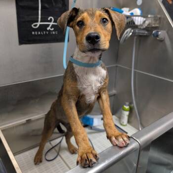 Wren -  Hound Dog for Adoption in Independence, Kansas - Wren | PetCurious