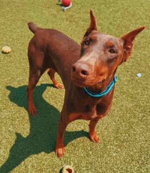 Doberman Pinscher Dogs Available for Adoption in Hays, Kansas - Xena | PetCurious