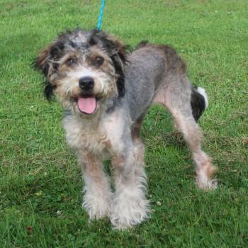 Meemee (12287) -  Poodle Dog for Adoption in Heath, Ohio - Meemee (12287) | PetCurious