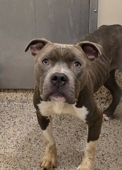 Rescue Pit Bull Terrier and Mixed Breed Dogs for Adoption in Aiken, South Carolina - Surazal 56333 | PetCurious
