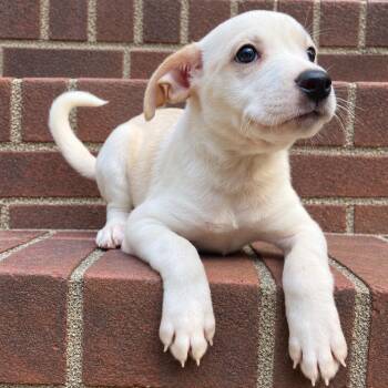 Skippyjon Jones -  Mixed Breed Dog for Adoption in Fredericksburg, Virginia - Skippyjon Jones | PetCurious