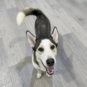 Rosie -  Siberian Husky Dog for Adoption in Fairfield, Connecticut - Rosie | PetCurious