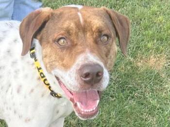 Mixed Breed Dogs Available for Adoption in Georgetown, Texas - Beans | PetCurious