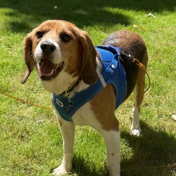 Kirby -  Beagle Dog for Adoption in Hainesville, Illinois - Kirby | PetCurious