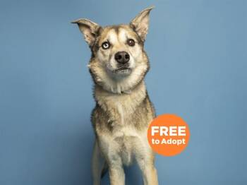 GUNNER -  Siberian Husky and Mixed Breed Dog for Adoption in Phoenix, Arizona - GUNNER | PetCurious