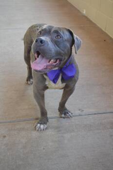 Dribbles -  Pit Bull Terrier Dog for Adoption in Mckinney, Texas - Dribbles | PetCurious