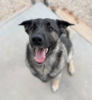 Auggie -  Norwegian Elkhound and German Shepherd Dog Dog for Adoption in Washington, Utah - Auggie | PetCurious