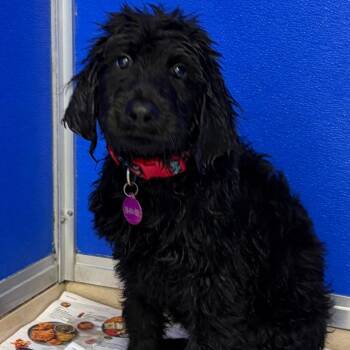 Sabrina -  Black Labrador Retriever and Poodle Dog for Adoption in Greensboro, Georgia - Sabrina | PetCurious