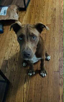 Biscotti -  Siberian Husky and Pit Bull Terrier Dog for Adoption in Piedmont, Oklahoma - Biscotti | PetCurious