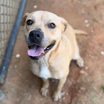 Magnolia -  Mixed Breed Dog for Adoption - Magnolia | PetCurious