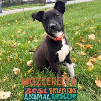 Mozzarella -  Border Collie Dog for Adoption in Wasilla, Alaska - Mozzarella | PetCurious