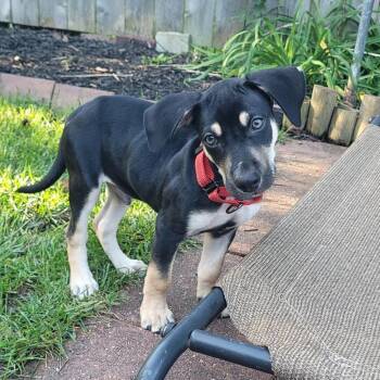 Mikey $475 -  Beagle and Mixed Breed Dog for Adoption in Milwaukee, Wisconsin - Mikey $475 | PetCurious