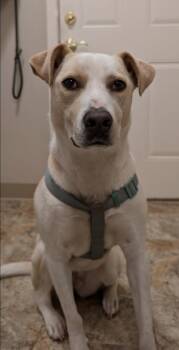 Rescue Labrador Retriever Dogs for Adoption in Zimmerman, Minnesota - Sammy | PetCurious