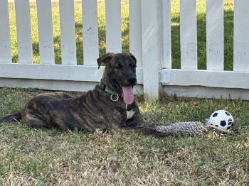 Rescue Plott Hound Dogs for Adoption in Rosenberg, Texas - Jekyll | PetCurious