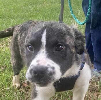 Shepherd Dogs Available for Adoption in Andover, Massachusetts - Harbor Spunky | PetCurious