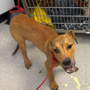 Grizzly 26-05-061 -  American Staffordshire Terrier Dog for Adoption in Bastrop, Texas - Grizzly 26-05-061 | PetCurious