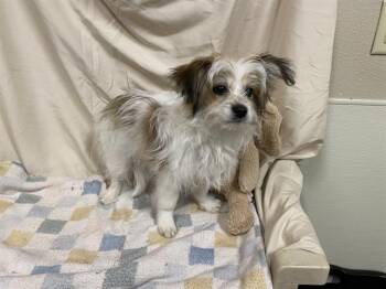 Shih Tzu and Lhasa Apso Dogs Available for Adoption - A607913 | PetCurious