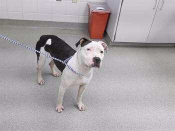 Boxer and Mixed Breed Dogs Available for Adoption in Omaha, Nebraska - DORA | PetCurious