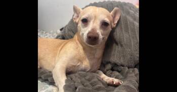 Oliver (TX) -  Chihuahua Dog for Adoption in New York, New York - Oliver (TX) | PetCurious