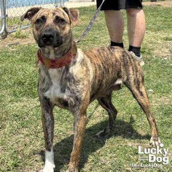 Retriever and Plott Hound Dogs Available for Adoption in Washington, District Of Columbia - Jasmine | PetCurious