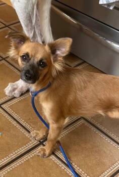 Tootsie -  Chihuahua and Dachshund Dog for Adoption in Boulder, Colorado - Tootsie | PetCurious