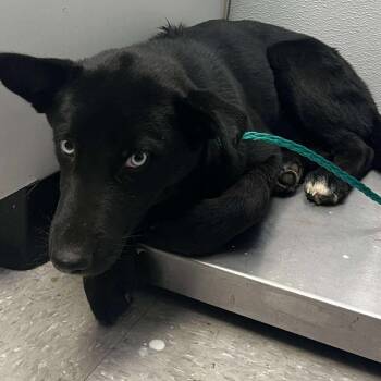 Rescue Husky Dogs for Adoption in Bastrop, Texas - Yin 25-10-127 | PetCurious