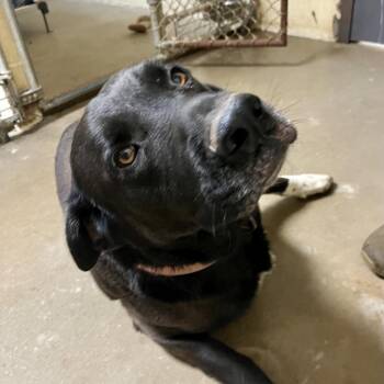 Labrador Retriever Dogs Available for Adoption in Palestine, Texas - Bacon | PetCurious