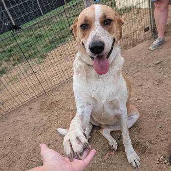 Maggie -  Great Pyrenees and Australian Cattle Dog Blue Heeler Dog for Adoption in Tishomingo, Oklahoma - Maggie | PetCurious
