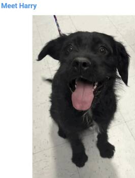 Sir Harry -  Terrier and Border Collie Dog for Adoption in Salt Lake City, Utah - Sir Harry | PetCurious