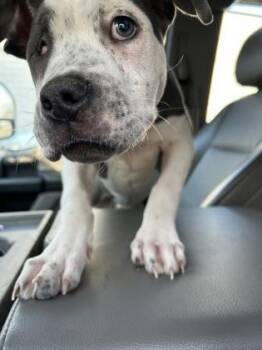Peppa -  Mixed Breed Dog for Adoption in Atlanta, Georgia - Peppa | PetCurious