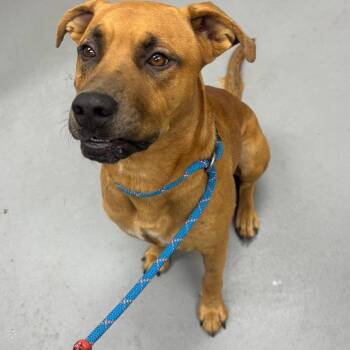 09/30/2026-Stray-GettysburgWay-7 -  Mixed Breed Dog for Adoption in Columbus, Georgia - 09/30/2026-Stray-GettysburgWay-7 | PetCurious