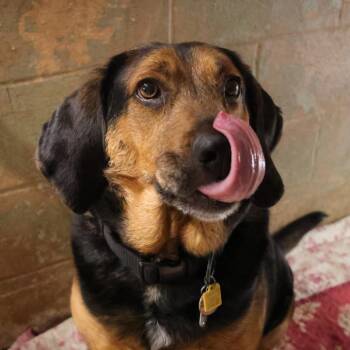 Goober -  Bloodhound Dog for Adoption in Newport, North Carolina - Goober | PetCurious
