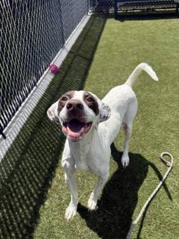 Ross -  Mixed Breed Dog for Adoption in Lafayette, Indiana - Ross | PetCurious