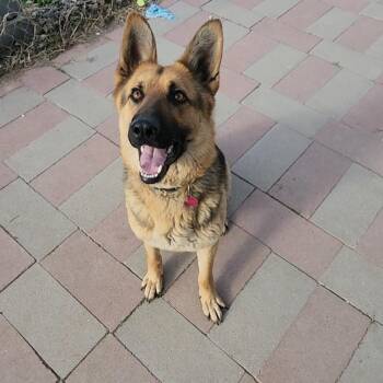 Lyla -  German Shepherd Dog Dog Available for Adoption in Tama, Iowa - Lyla | PetCurious