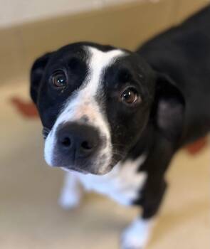 Gemma -  Border Collie Dog for Adoption in Greensboro, Georgia - Gemma | PetCurious