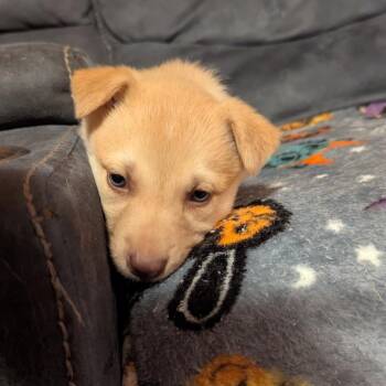Mixed Breed Dogs Available for Adoption - Lilith | PetCurious