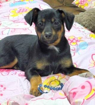 Cattle Dog Dogs Available for Adoption in Aurora, Illinois - Dolly | PetCurious