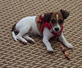 FTA Olly -  Chihuahua and Shih Tzu Dog for Adoption in Newnan, Georgia - FTA Olly | PetCurious
